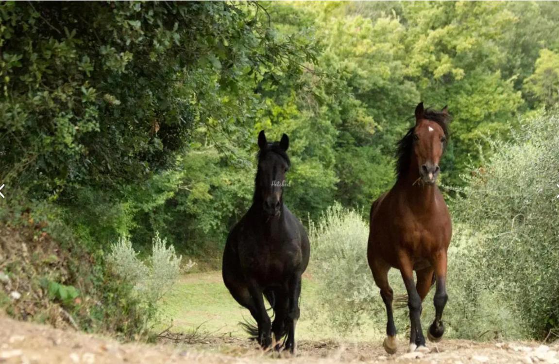Agriturismo La Fonte Perugia Kültér fotó
